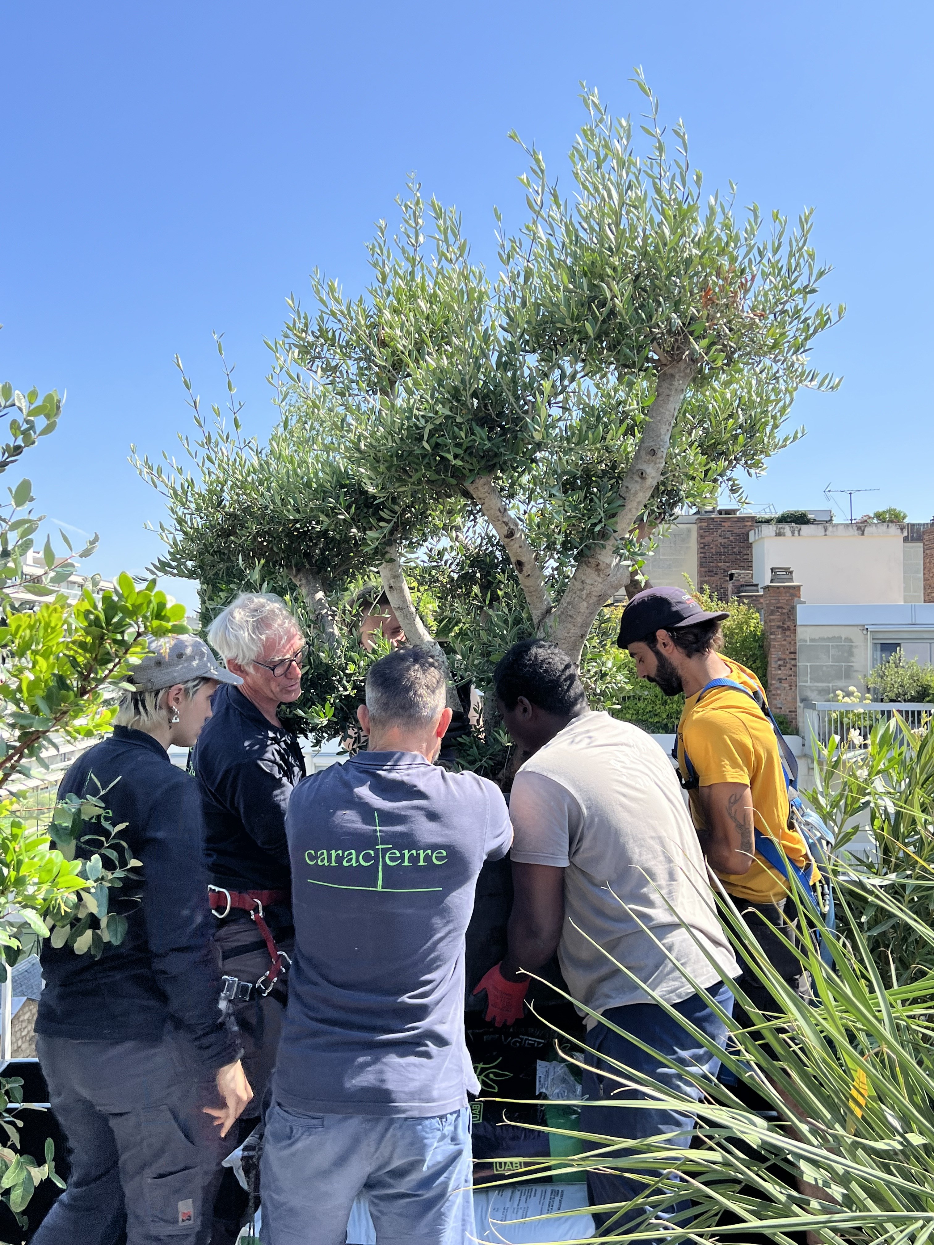L'équipe Caracterre installant un olivier à l'Atelier de Boulogne