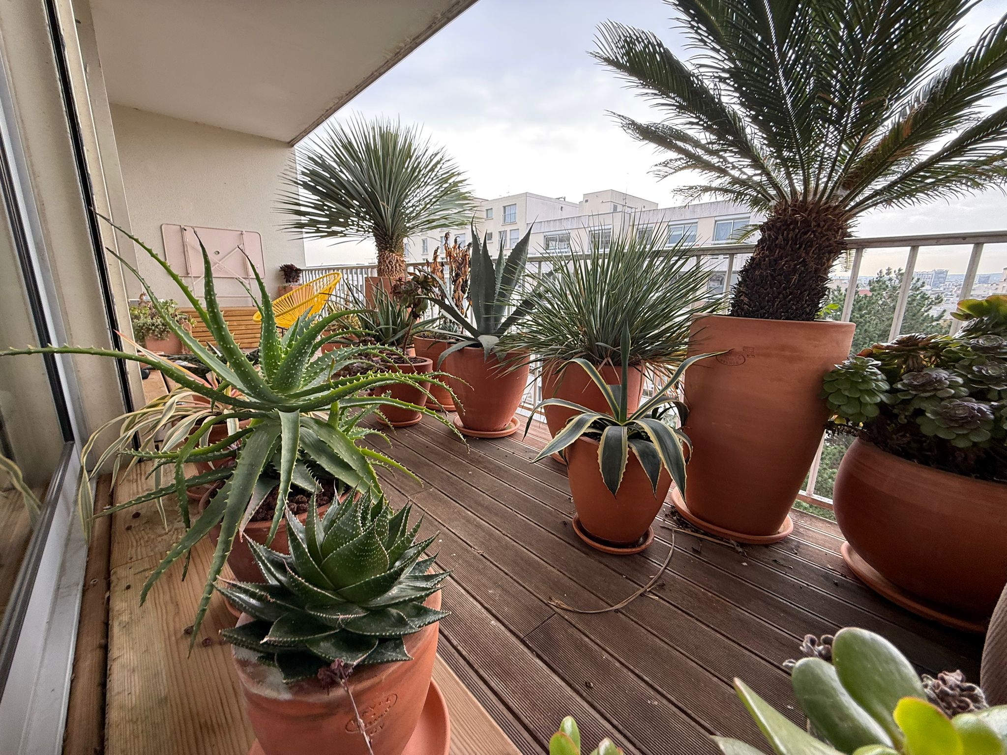 Terrasse plantée de succulentes en pots