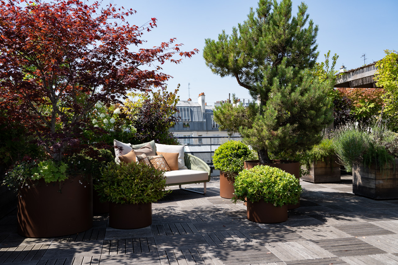Rooftop à Neuilly, terrasse plantée de pins nuagés et érables