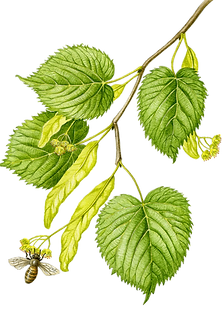 Illustration botanique de feuilles de tilleul en fleur avec une abeille
