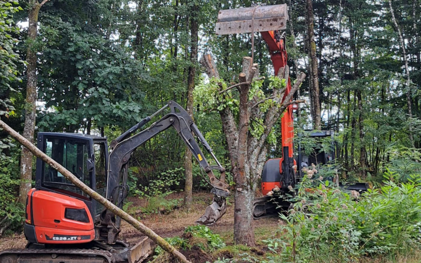 Pelle mécanique transplantant un arbre en pleine forêt corrézienne