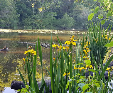 Berge d'étang en milieu humide avec iris des marais
