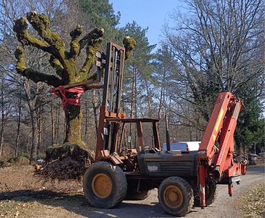 Tracteur à grappin déplaçant un grand arbre en motte