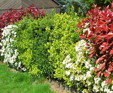 Haie d'arbustes colorés en bordure de pelouse