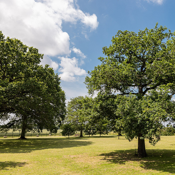 Parc arboré du domaine, 4 hectares en Yvelines
