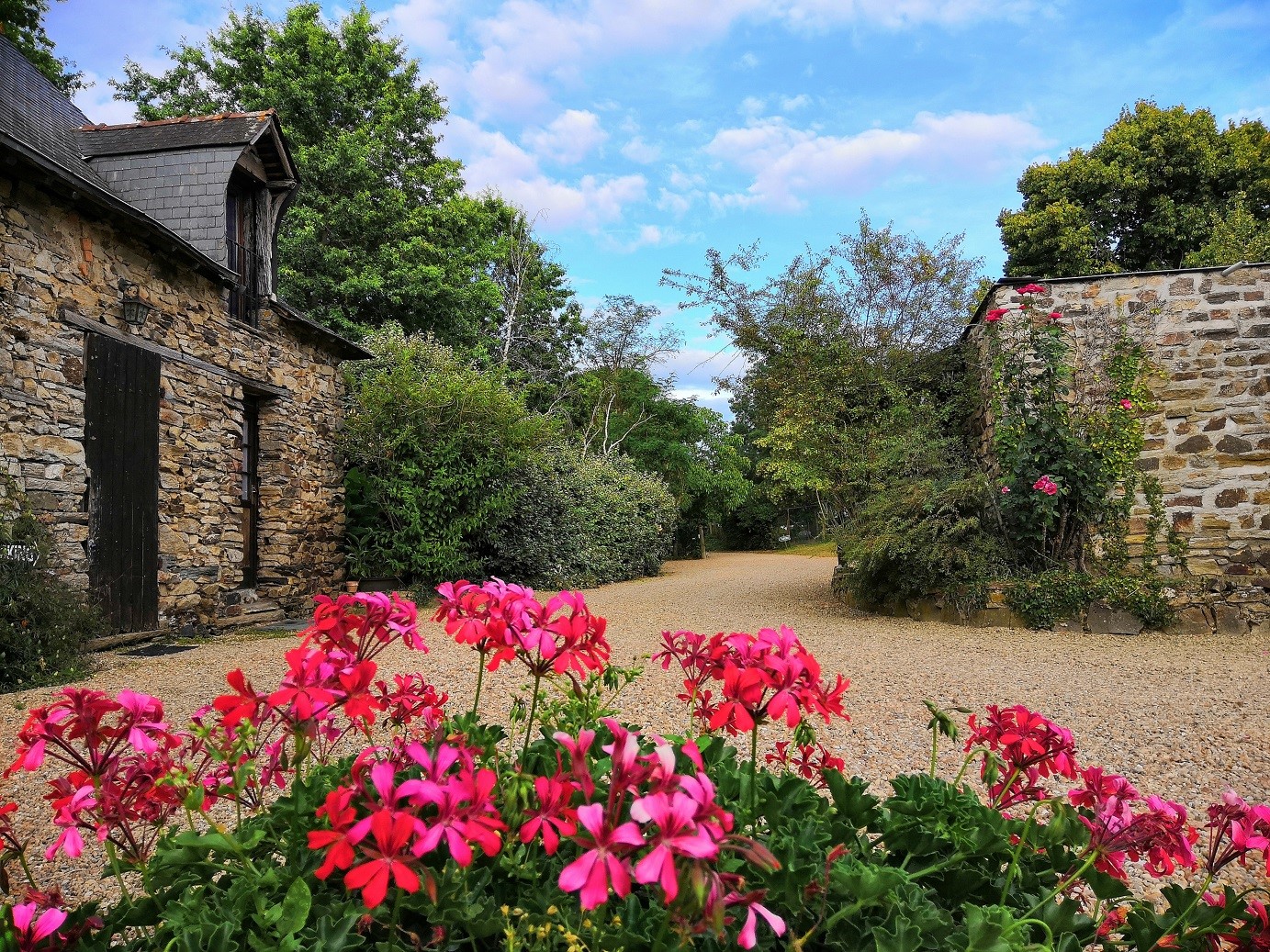 Allée gravillonnée du Parc de la Mauny, murs de pierre d'une ancienne ferme et massif de géraniums roses en fleurs.