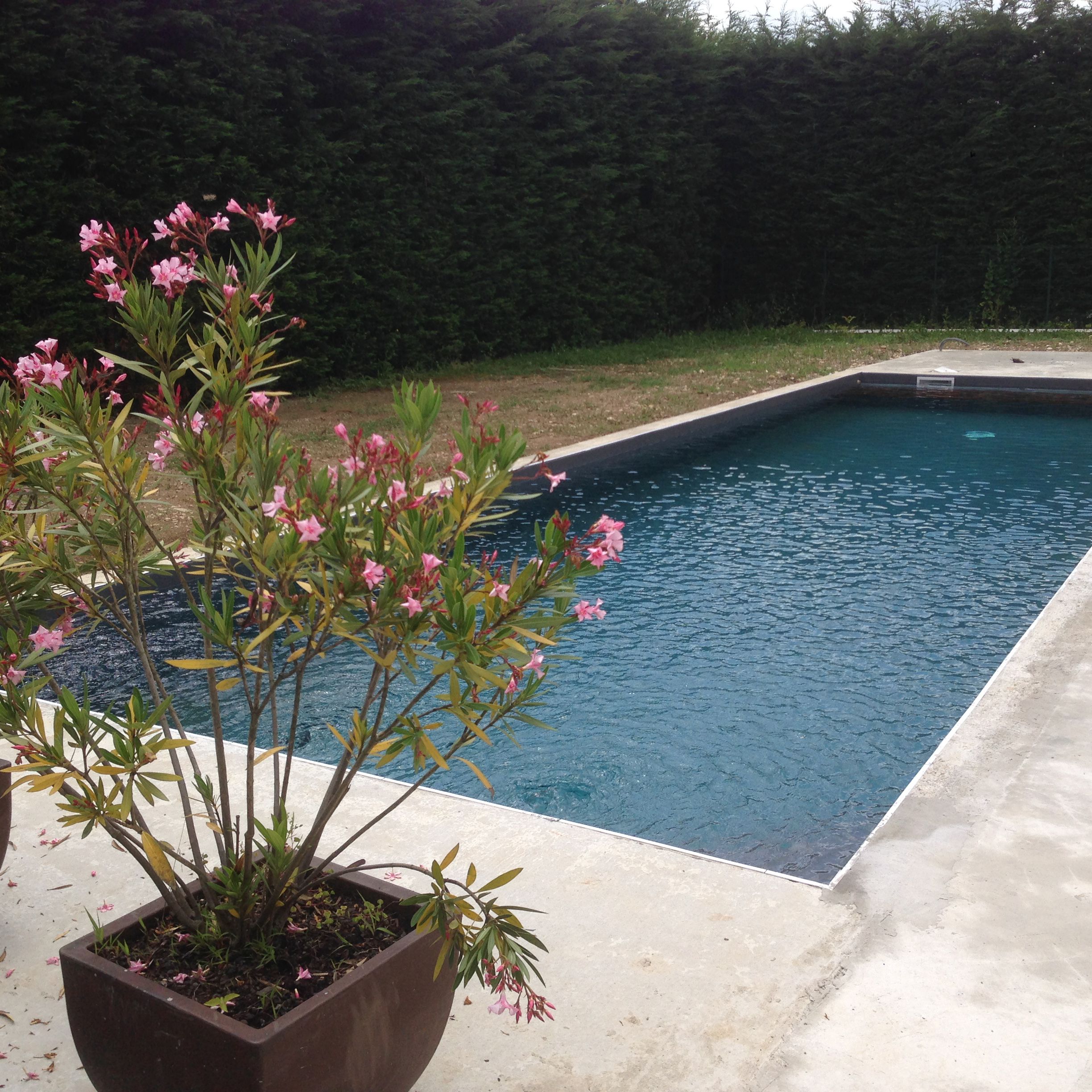 Piscine terminée avec jardin