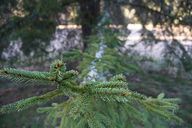 Branche de sapin au premier plan, la rivière en arrière-plan dans la clairière